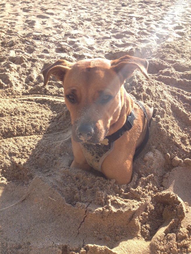 The dog-child let me bury her in the sand. Bonkers animal.